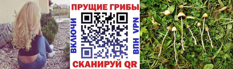 Псилоцибиновые грибы Psilocybine cubensis  купить наркотик  Аткарск 